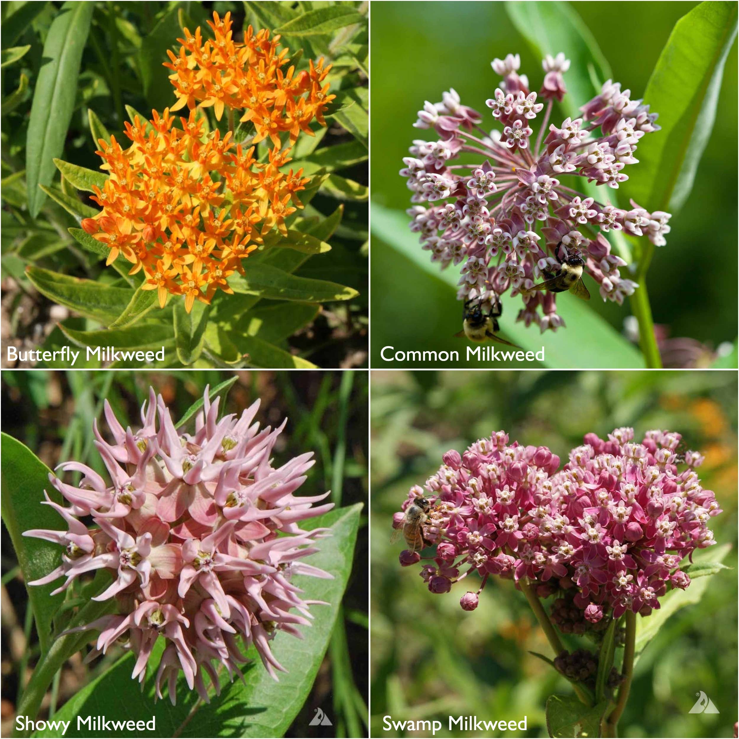Potting Shed Creations Scatter Garden Seeds - Thumbnail 3