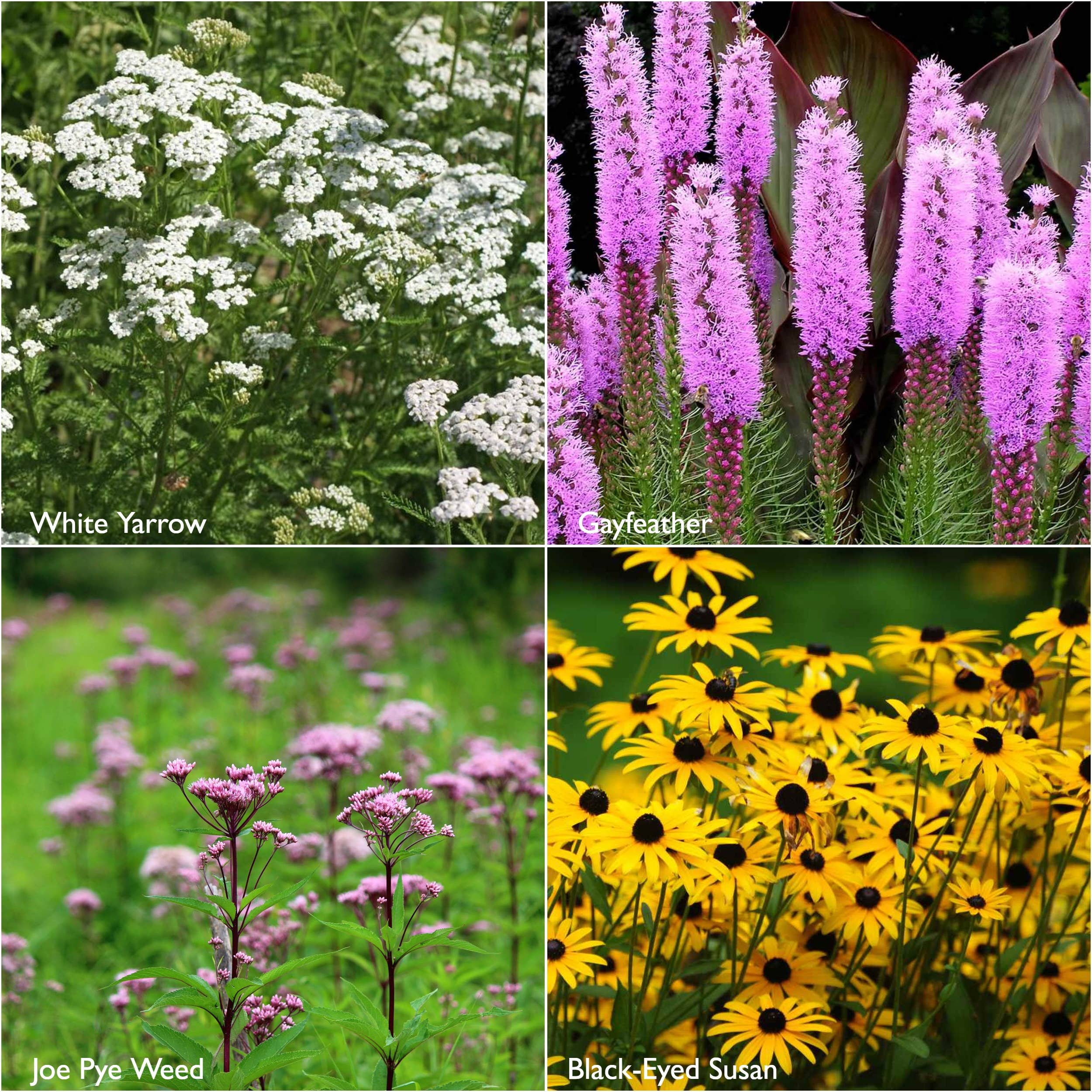 Potting Shed Creations Scatter Garden Seeds - Thumbnail 5